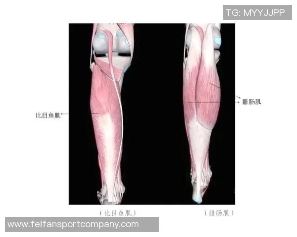 阿拉巴因右小腿比目鱼肌超负荷伤情将缺席比赛7到10天